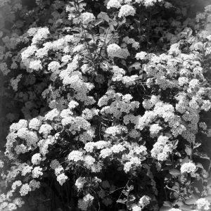 Flowers 029