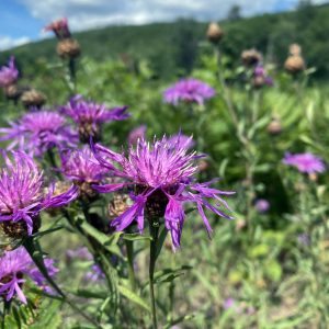 Flowers 035
