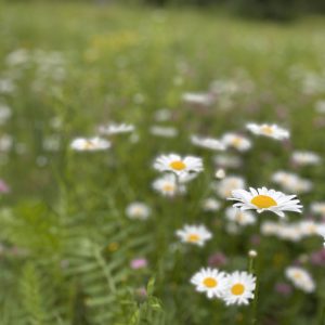 Flowers 033
