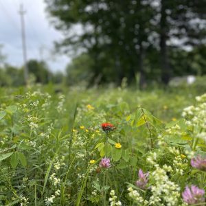 Flowers 032
