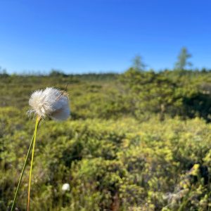 Flowers 031