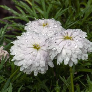 Flowers 028