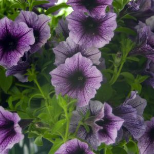 Flowers 027