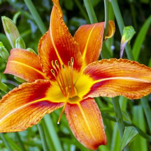 Flowers 025