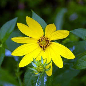 Flowers 023