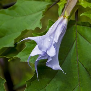 Flowers 022