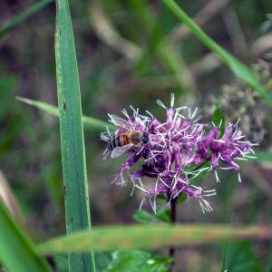 Flowers 019