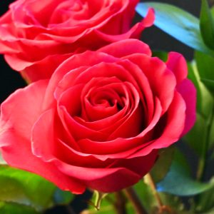 Flowers 018