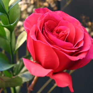 Flowers 017
