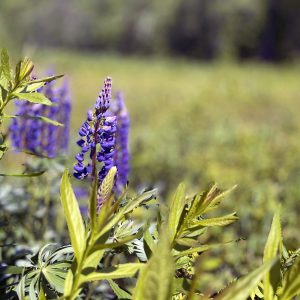 Flowers 016