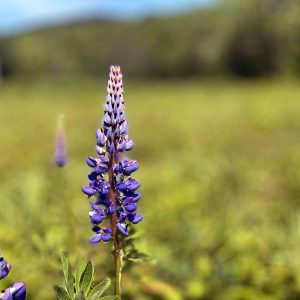 Flowers 015