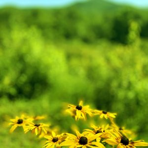 Flowers 014
