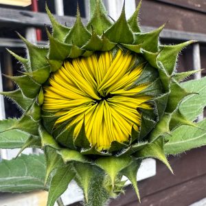 Flowers 013