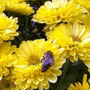 Flowers 011