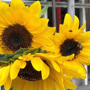 Flowers 010