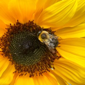 Flowers 009