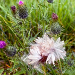Flowers 008