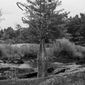 Flowers 007