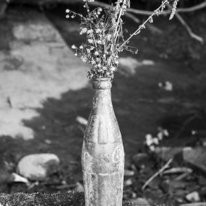 Flowers 006