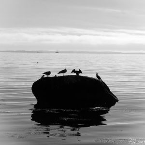 Ocean