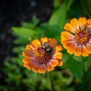 Flowers 005