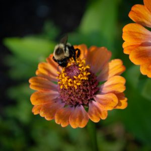Flowers 004
