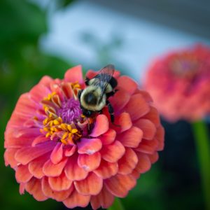 Flowers 003