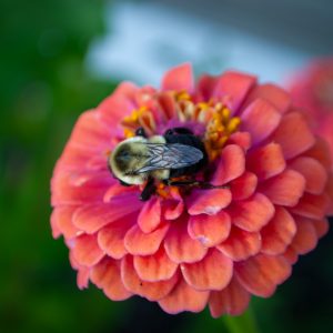 Flowers 002