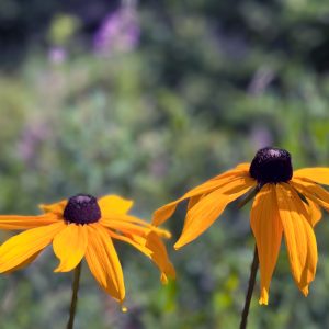 Flowers 035