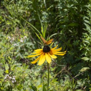 Flowers 037