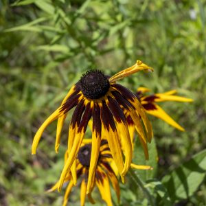 Flowers 038
