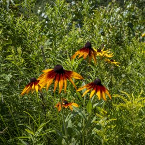 Flowers 039