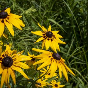 Flowers 040