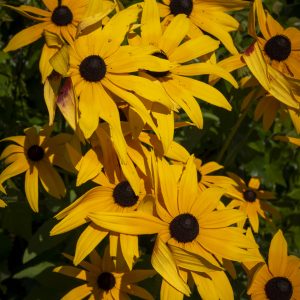 Flowers 045