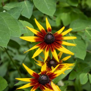 Flowers 049