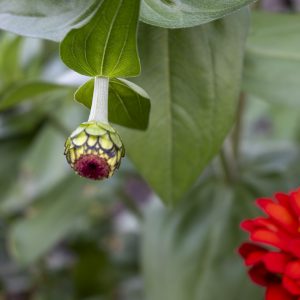 Flowers 057