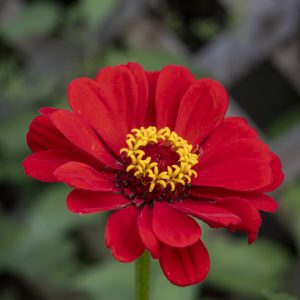 Flowers 060