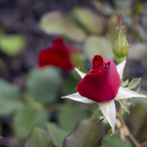 Flowers 061