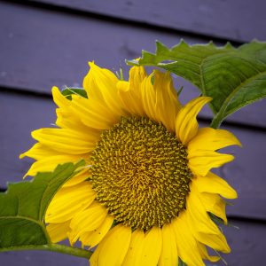 Flowers 062