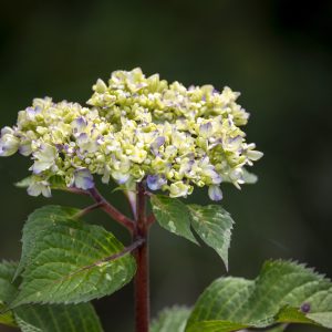 Flowers 064