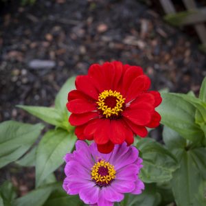Flowers 065
