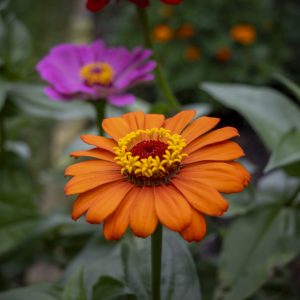 Flowers 066