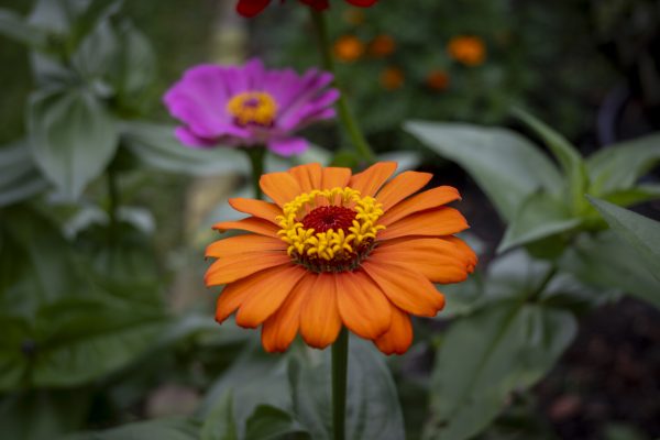 Flowers 066