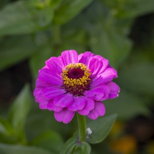 Flowers 032
