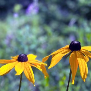 Flowers 068