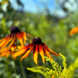 Flowers 069