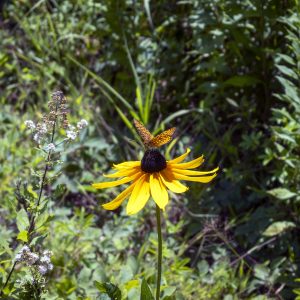 Flowers 070