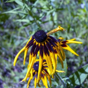 Flowers 071