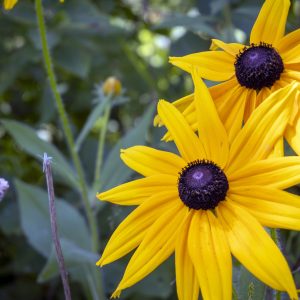 Flowers 074