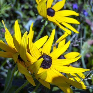 Flowers 076